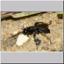 Anoplius nigerrimus - Wegwespe w01c 10mm OS-Hasbergen-Lehmhuegel-det.jpg